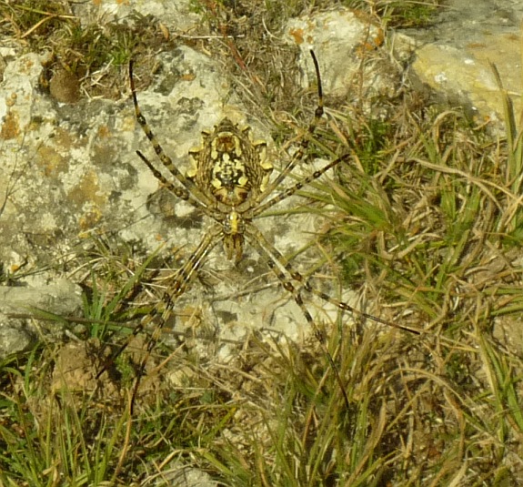 Argiope lobata